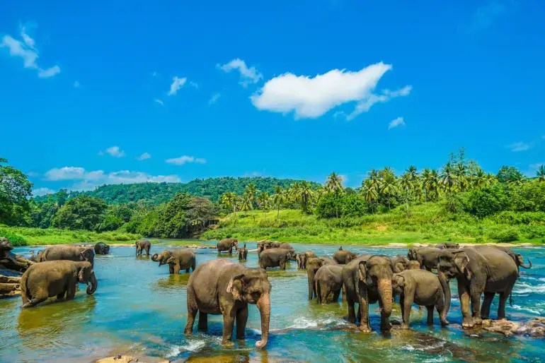 Eléphants Sri lanka